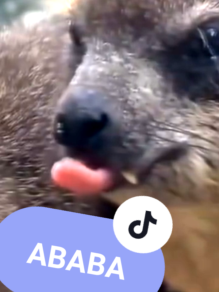 моё тотемное #даман #даманы #hyrax #awawa #капскийдаман #rockhyrax 