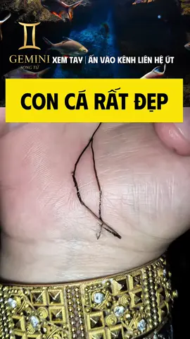 Con cá tất đẹp #coutgemini 