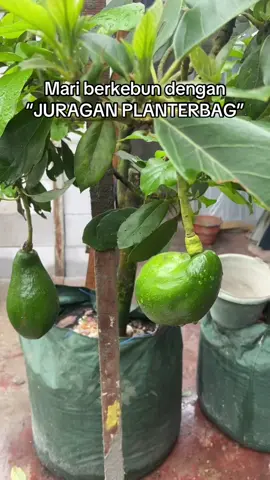 Juragan Planterbag solusi pot tanaman masa kini dengan harga ambyaaaaar#tabulampot #buahbuahan #sayurmayur #juraganplanterbag #alpukat 