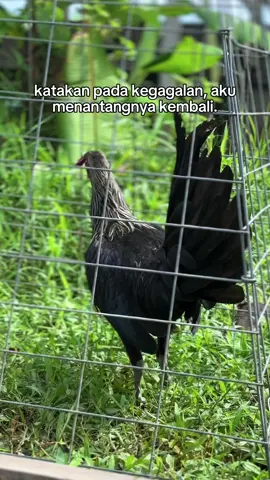 Super black henny🤙🔥😎#blackmelsim #fypシ #fyp #ayamimportfilipin🇵🇭 