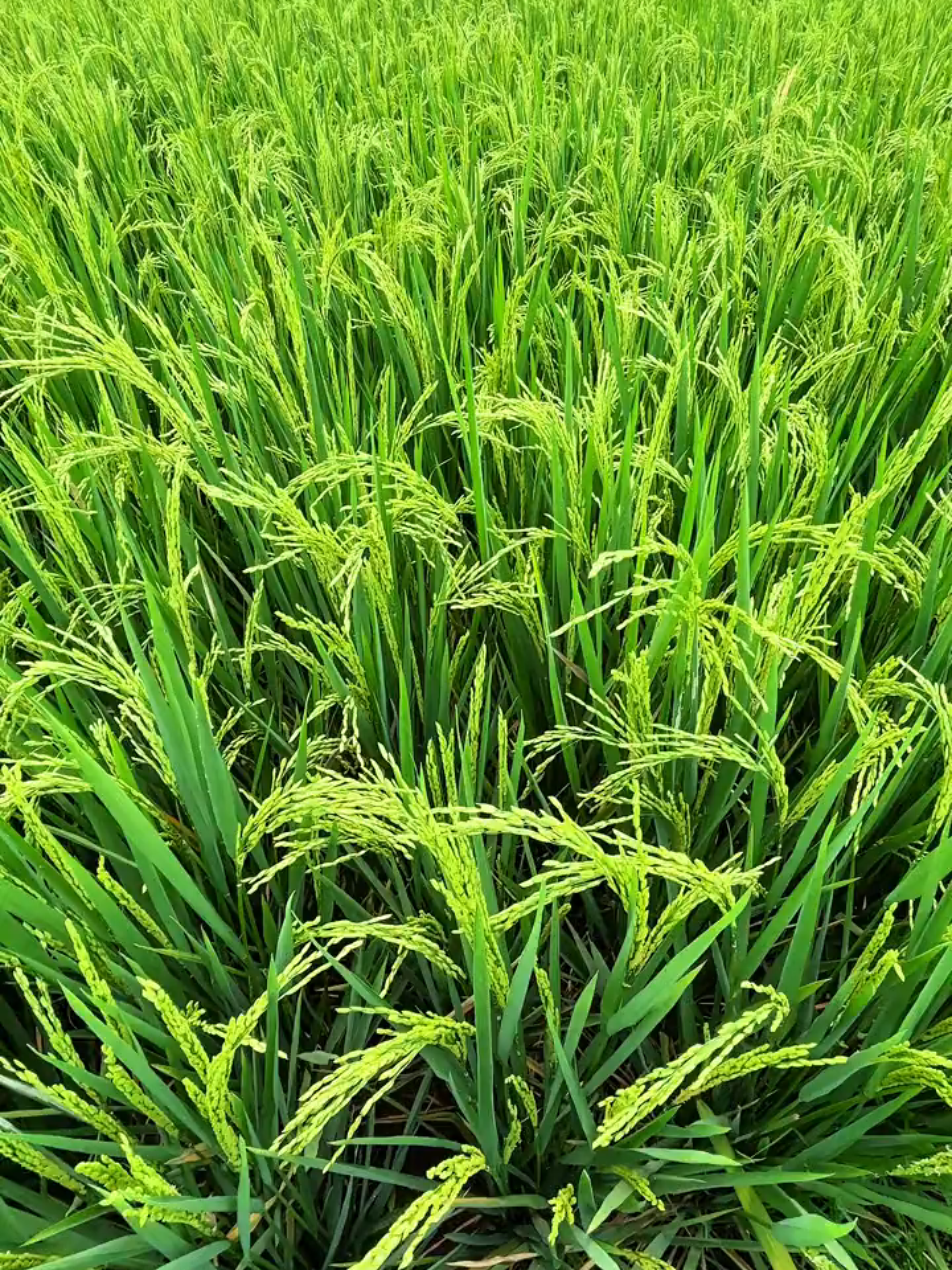 Adanya ini syukuri aja😊 Oppo Reno 10 nih😎 Upload nya😁✌️✌️ #mSim11 #microsoftedge #Ccpro #langit