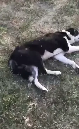 When people ask me why I go by Jimmy there’s two reasons: 1- my friends MIL can’t pronounce my name so we made it easy on her to just call me Jimmy and now the whole fam does it🤣❤️ 2- this is literally me and my short asz attention span and selective hearing🤣🤣.       @Mooney 