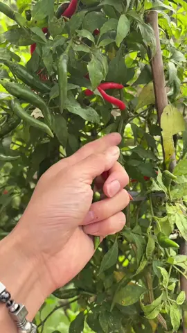 小时候最喜欢妈妈说“孩 回来吃饭啦 煽的疙瘩”只有河南人才懂这个面的含金量#fyp #handsome #chineseboy #douyin #xh 