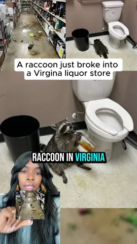 A raccoon just broke into a Virgina liquor store #fyp #viral #breakingnews #raccoon #animal 