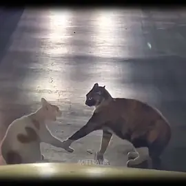 #kdrama #aciffxrawr #fyp 