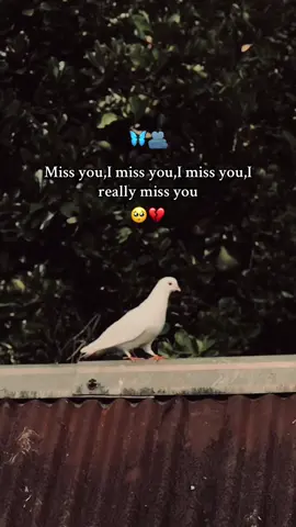 Miss you,I miss you,I miss you,I  really miss you..!💔😅 #foryou  #the_spydoo 