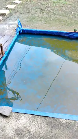 form mới đây #ghengodocmoc #ghengodiendienmini #ghengodiendien 