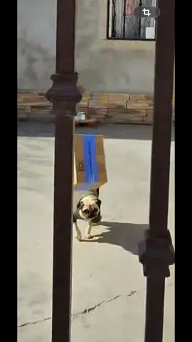 Fue directo a donde iba a caer el paquete 🥹#raybanmeta #tijuana #2026 