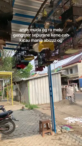 ra masuk blasss #kicaumania #kicaumaniaindonesia #fypシ゚ #foryoupagе #ombyokan 