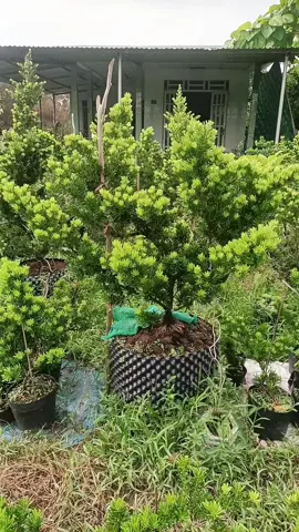 Tùng kim cương có chỉ số năng lượng rất cao gần 100000 Bovis. Vì vậy mà cây tùng mang lại nhiều giá trị phong thủy đặc biệt ít người biết👍#lohansung #podocarpus #tungkimcuong #tungkimcuonggiong #tungkimcuongvietnam 