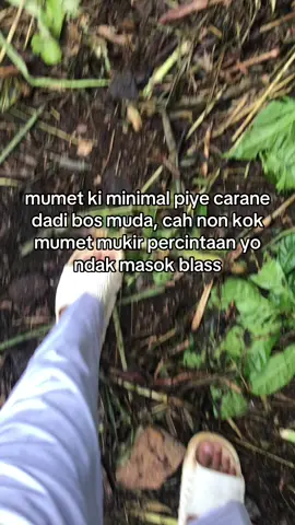 #jawakacangan #peternakmuda #kambingjawa #kambingjawa #peternakmuda 