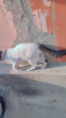 part 42 | apka ghr me Billi a Jaye 🤗♥️#cat #animal #viral #tik_tok #manology_ 