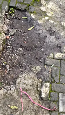 Gek nyerang ombak genti wo  #bromotenggersemeru #supra100 #supraboyolali #platad #bromomountain 