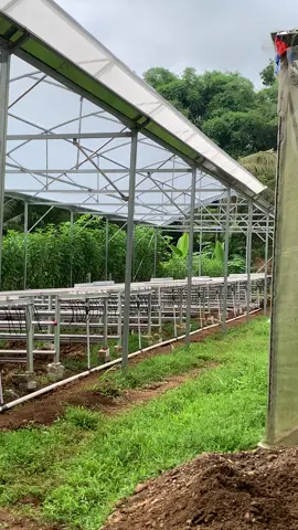 Proses pemasangan instalasi greenhouse baru  #petanihidroponik #petaniselada #seladahidroponik #baraponikgroup #greenhouse 