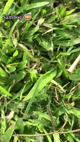 Samboga🌿#fyp #tiktoktimorleste🇹🇱 #bobonaro🐴🇹🇱 #fypシ゚viral 