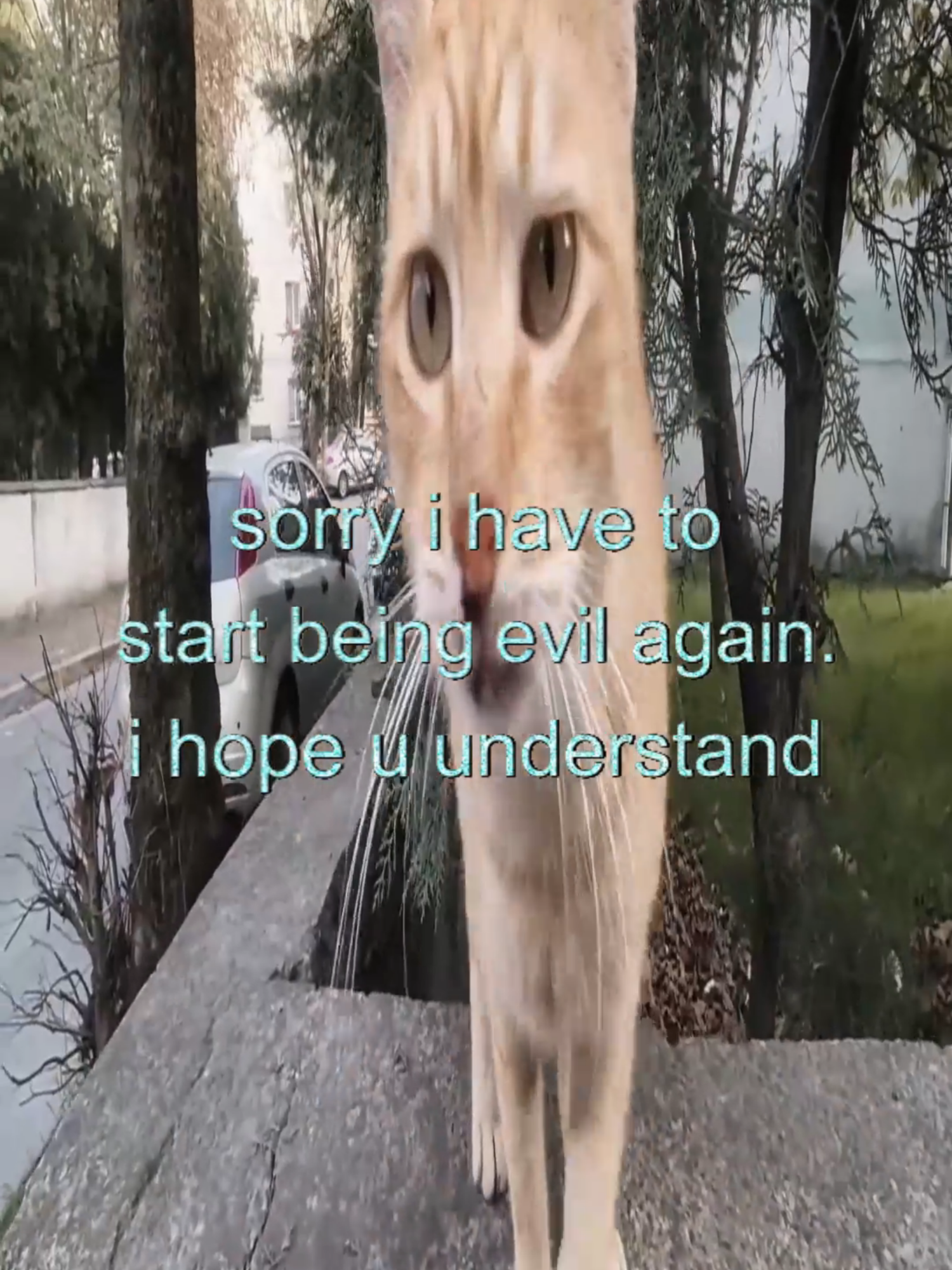 #real #thoughts #fyp #cats #catcore #swag #relateable