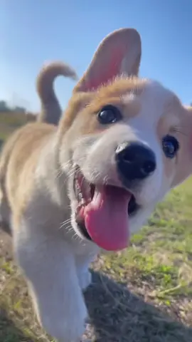 😍😍😍😍#🥰🥰🥰🥰❤️❤️❤️ #chócute #chó #viral #❤️ 