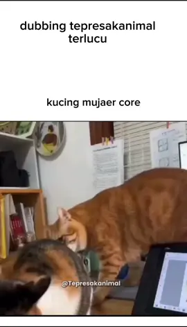 mujaer core😹#dubbing#vidiolucu#kucinglucu#vidioviral#foryoupage 