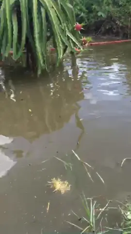 #thanhlong lại khổ cho dân nữa rồi 