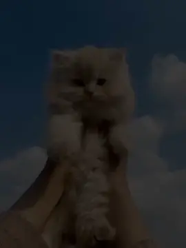 cat lover’s<🥹🤍🫶🏻 #CapCut #foryou #fyppppppppppppppppppppppp #trendingvideo #unfrezzmyaccount 