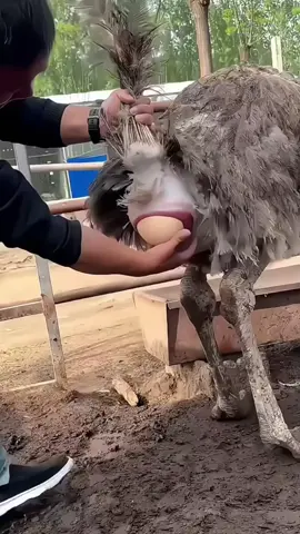 Telur burung unta #fyp #faktaunik #masukberanda #kamuharustau #semuaorang 