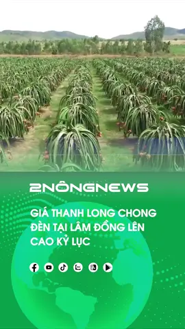 GIÁ THANH LONG CHONG ĐÈN TẠI LÂM ĐỒNG LÊN CAO KỶ LỤC #nongnghiep #2nong #trending #vietnam #lua #daklak #xuhuong #tintuc #viral #trend