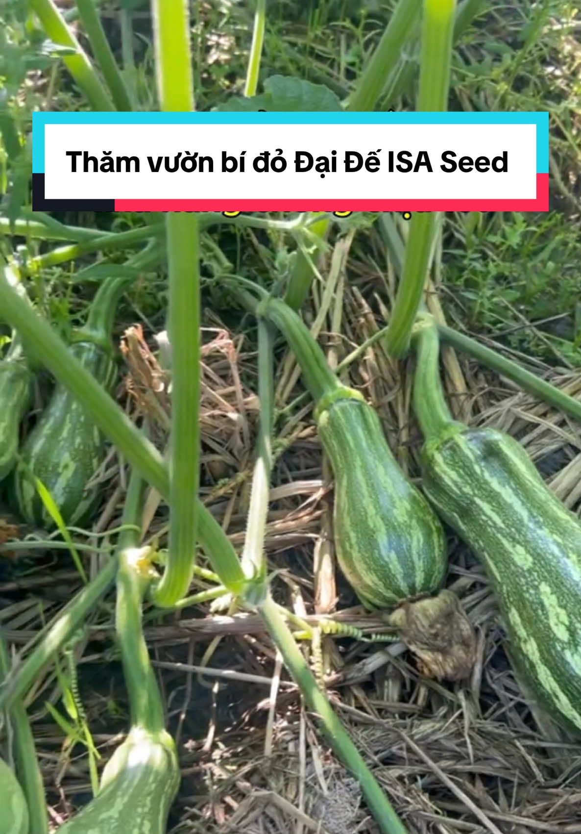 Thăm vườn bí đỏ Đại Đế ISA Seed siêu quả😜😜 #xuhuong #thinhhanh #hatgiongisa #bido #hatgiongbi #bidodaide #nongnghiep