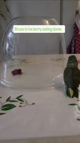 Cute bird love eating strawberries #parrot #lovebird #birdsounds #bird #birb 