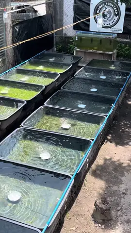 Bisdak Barracks 🥶🥵 #qualitymolly #balloonmollykeeper #happyfishkeeping #bisdakaquard #balloonmolly @Kapwa Aquatics @PFP FISH CARTEL  