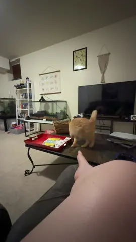 It’s always duck hunting season when the orange menace is in town 🦆 #fup #catsplayingfetch #orangecatbehavior #orangecatsoftiktok #colorado