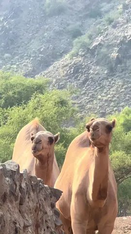 #اكسبلورexplore #عطايا_الله🐪 #صدام10 #السعودية #ماشاء_الله 