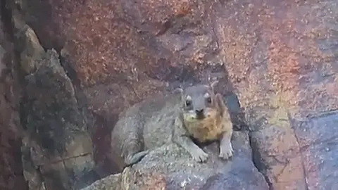 وبر#وبران_ارانب_قهد_حجل #مقناص #سبحان_الله_وبحمده_سبحان_الله_العظيم 