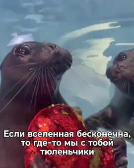 #тюленьчики #seals #вселенная