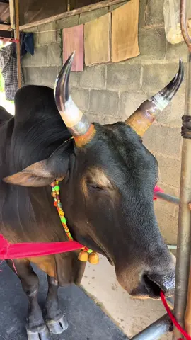 โหนดงามพันพยัคฆ์_บักท่อ🐮#ช่างเอกซ่อมเขาวัว #ทุ่งสง #เอกซ่อมเขาวัวbyทุ่งสง #ไม่ละเมิดหลักเกณฑ์ชุมชน 