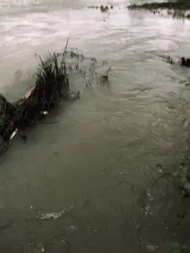 “是因为风把叶子吹走了，还是因为树不想留着它？” 