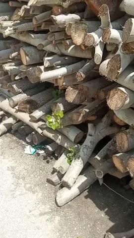 #اكسبلورexplore #عرق_النسا 