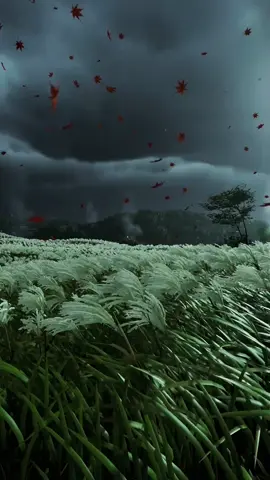 #vibes #aesthetic #nature #naturevibes #calmingvibes 