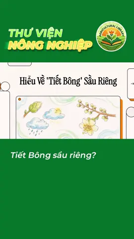 Tiết bông sầu riêng mà gì? #thuviennongnghiep #nongnghiep #tietbongsaurieng 