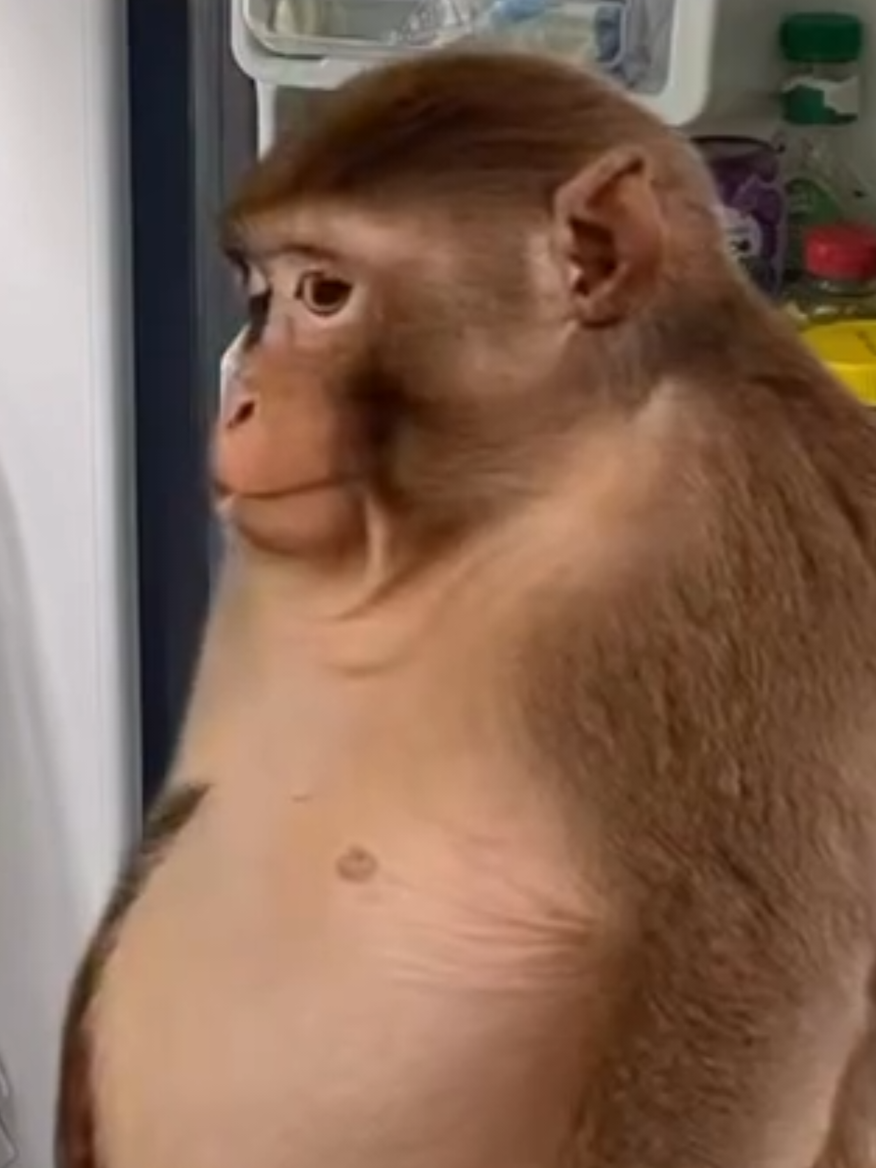 Tu no me conoces, pero quiero que sepas que el mono está igualitoooo!!!  #humor #aiwass626 #meme #comida #decisiones 