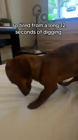 and he has to make sure im watching @Louie 🐶 #dachshund #weinerdog #hotdog 