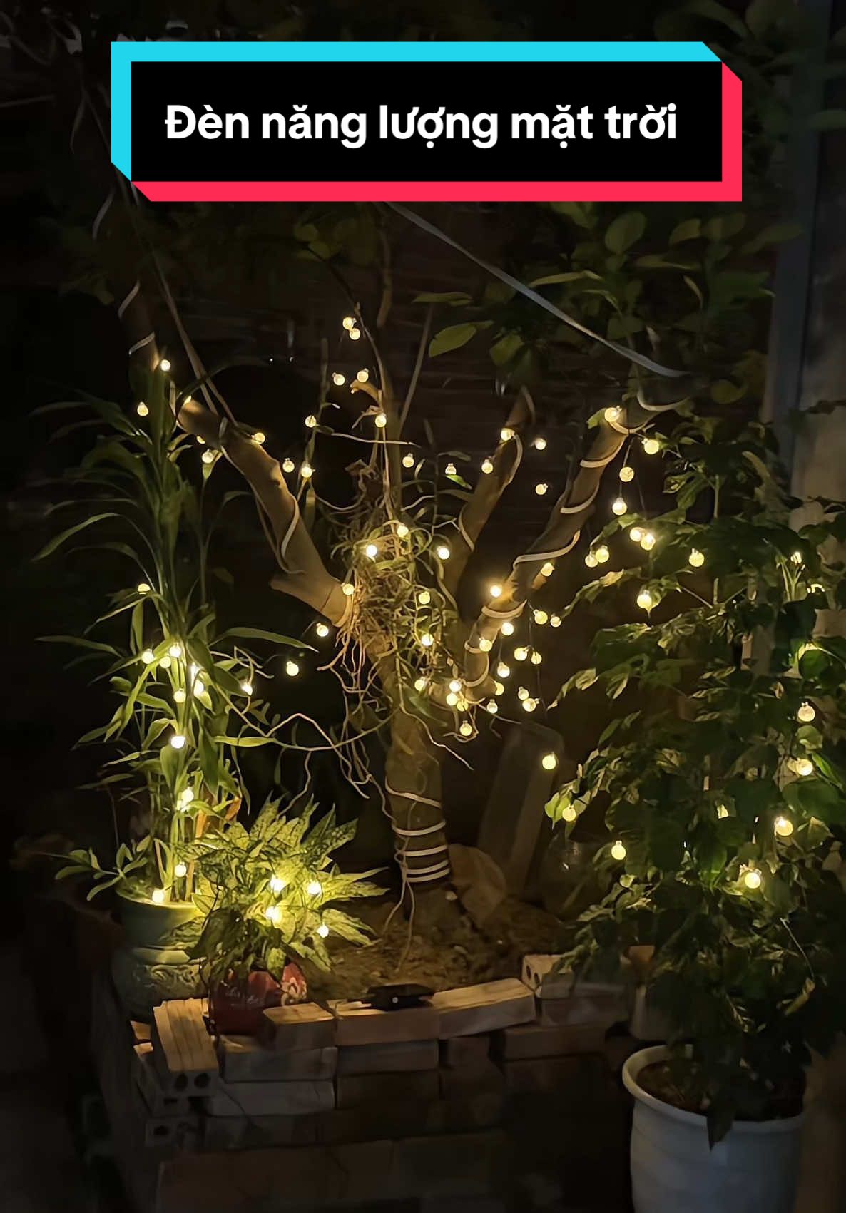 Trang trí noel trang trí tết thì đẹp quá là đẹp rồi ❤️❤️❤️#dennangluongmattroi #dennangluongmattroigiatot #dennangluongmattroisanvuon 