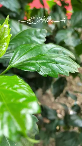 #CapCut  kasihanilah kami ya Allah 🤲♥️