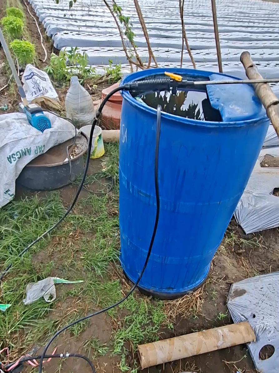 4 hst,tes drive  #petaniindonesia🇮🇩🇮🇩🇮🇩🌿🌿  #pertanian  #blitar  #petanicabai  #fyp 