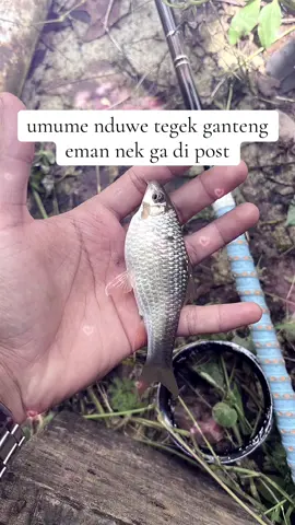 awww🤩#mancing #tegek #fyppppppppppppppppppppppp 