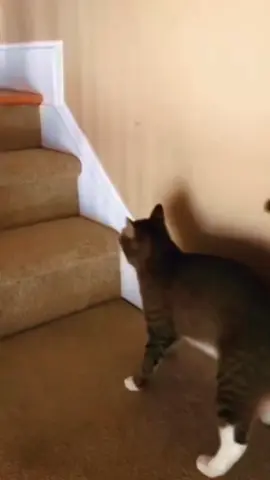 #kontenhiburan #mpusgabut 