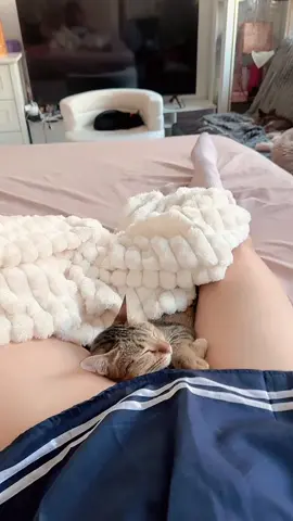 แมวขี้เซา😅#มีโชค#สัตว์เลี้ยง#fyp 