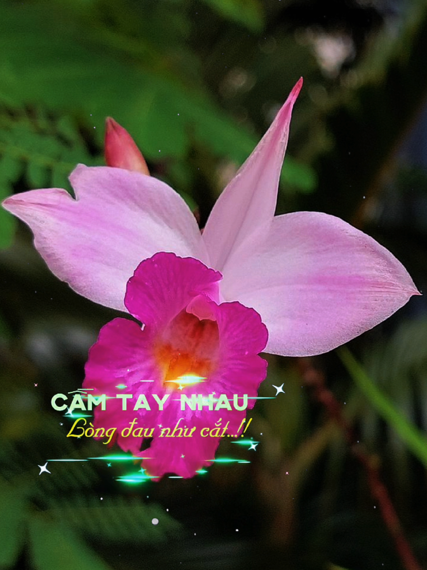 Cầm tay nhau lòng đau như cắt #nhachaymoingay #xuhuong2025 #foryou #fyp #quenlang01 