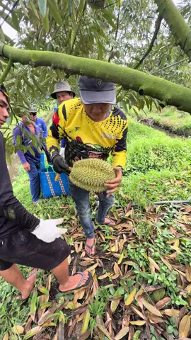 Thái da xanh rai nhím