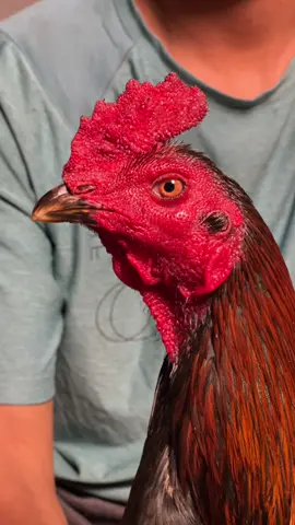 #ครีมทาหน้าไก่ 