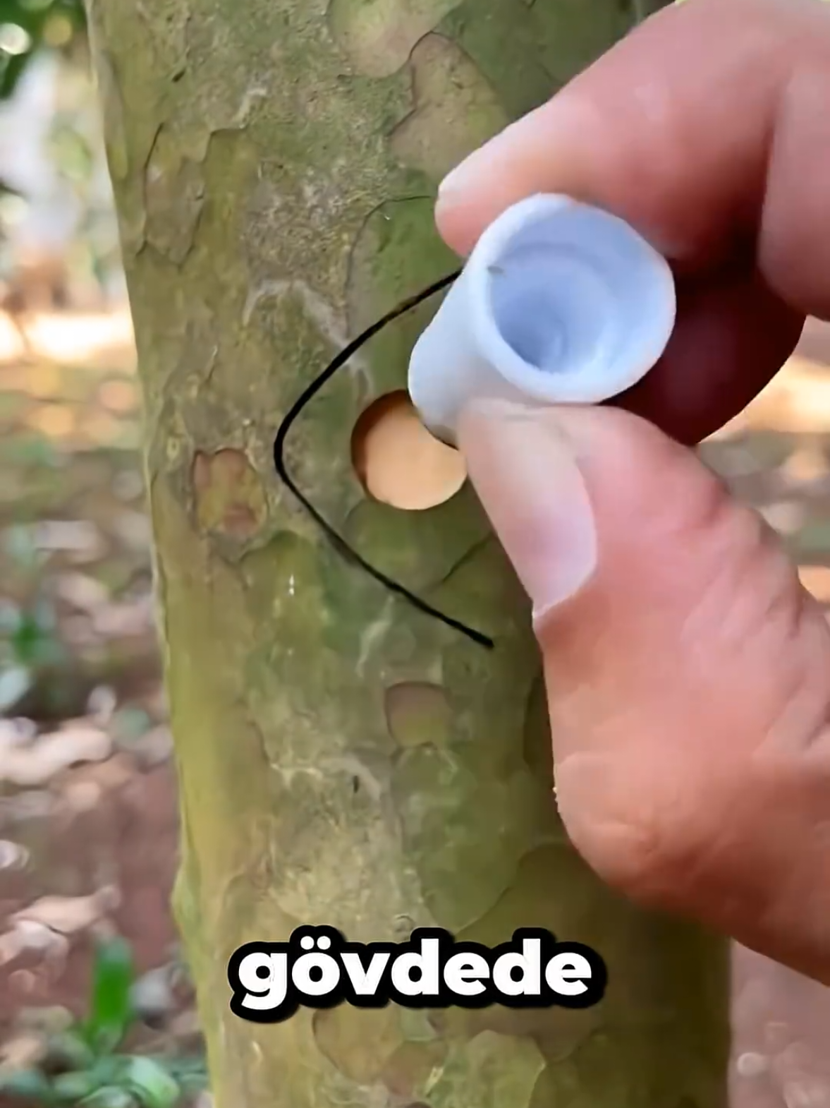 Ağaç Aşılamanın En Pratik Yolu!